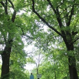Tótkomlós - Erzsébet liget: Kocsányos tölgyfa